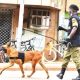 Police Canine Unit Helps In The Arrest Of Murder Suspect in Kween District
