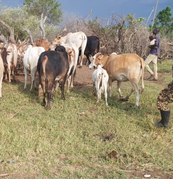 Security Forces Recover Stolen Livestock After Armed Cattle Raid In Abim