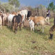 Security Forces Recover Stolen Livestock After Armed Cattle Raid In Abim